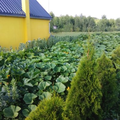 17_ogrod_od_Pn